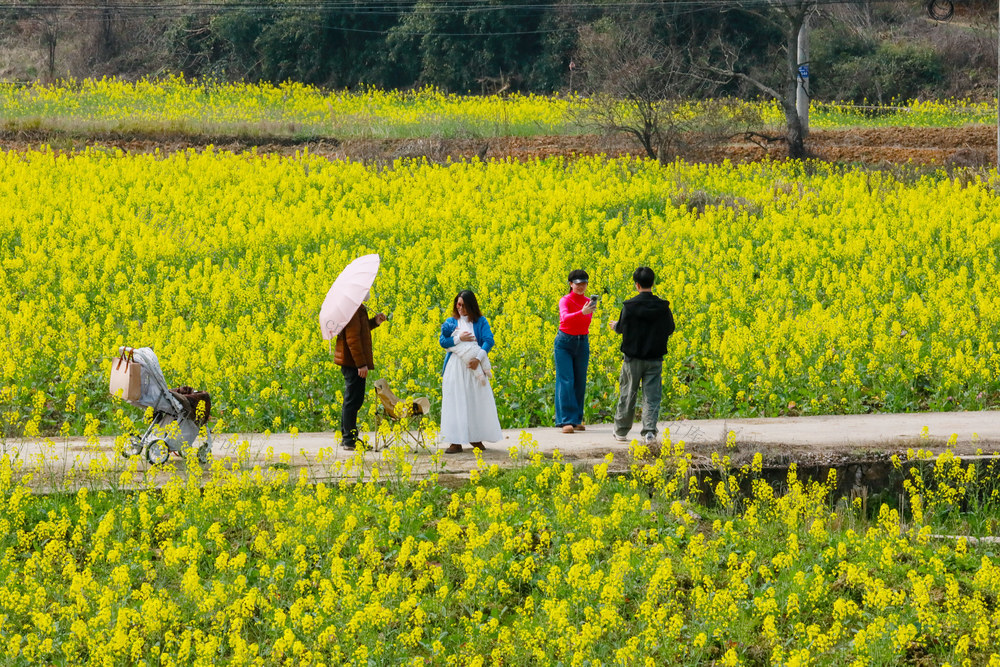 油菜花  踏青  赏花  乐享 春光