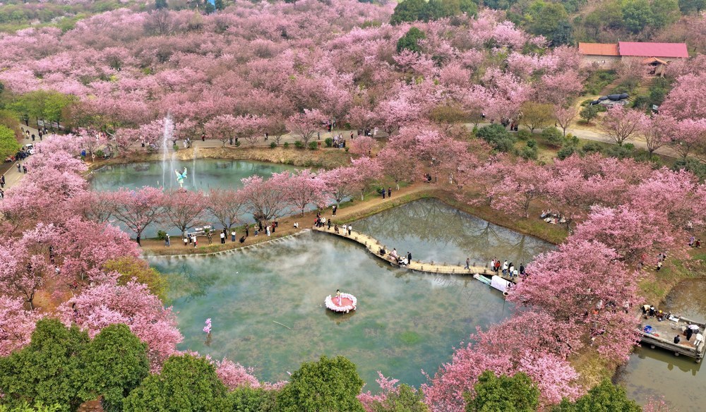 常宁  樱花园  美景