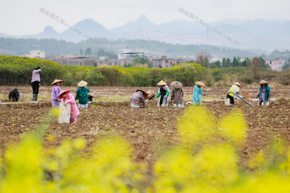 冒雨  种植  秧苗  春耕