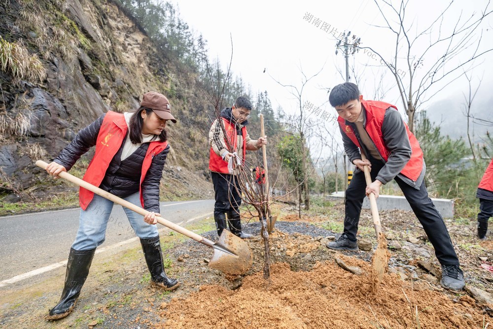 植树 栗溪村 生态建设