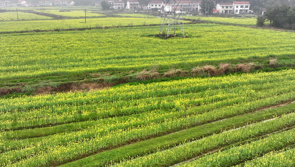 益阳囗油菜口长囗势口好
