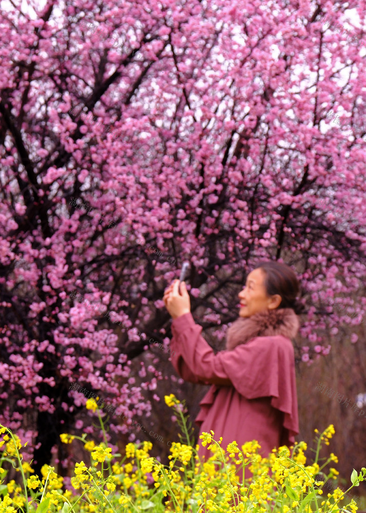 美人梅，省农科院