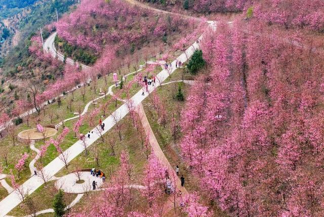 樱花绽放
