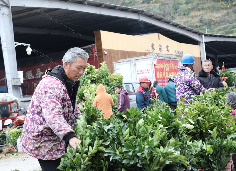   春来到      苗木俏