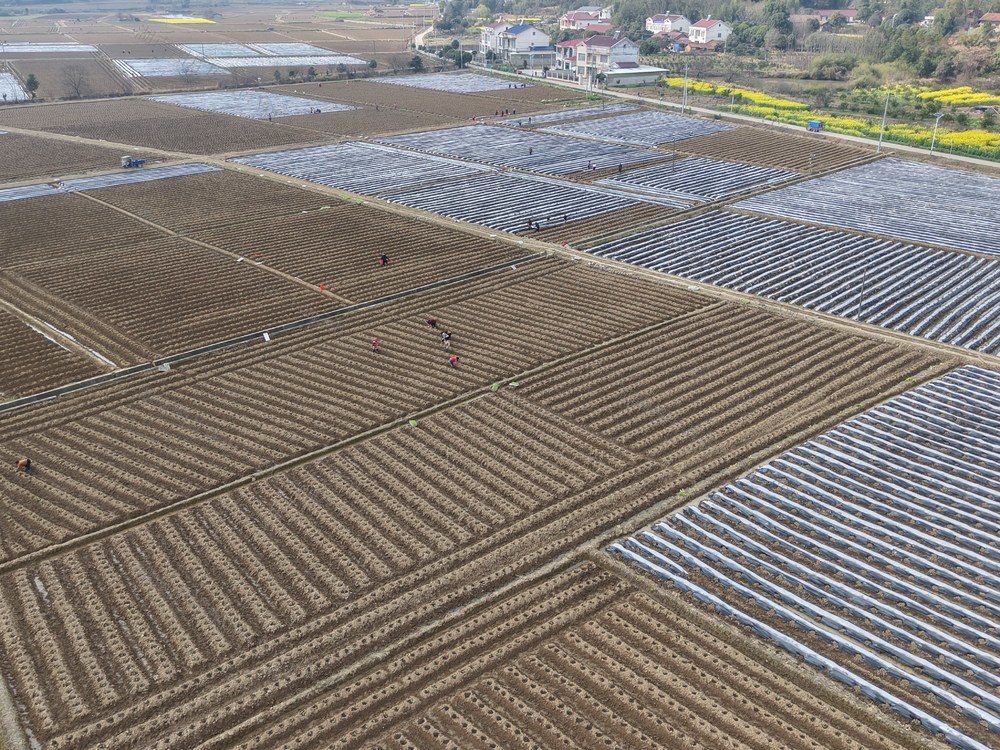 烟叶种植* 农业