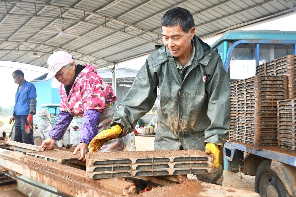 早稻机械育秧忙