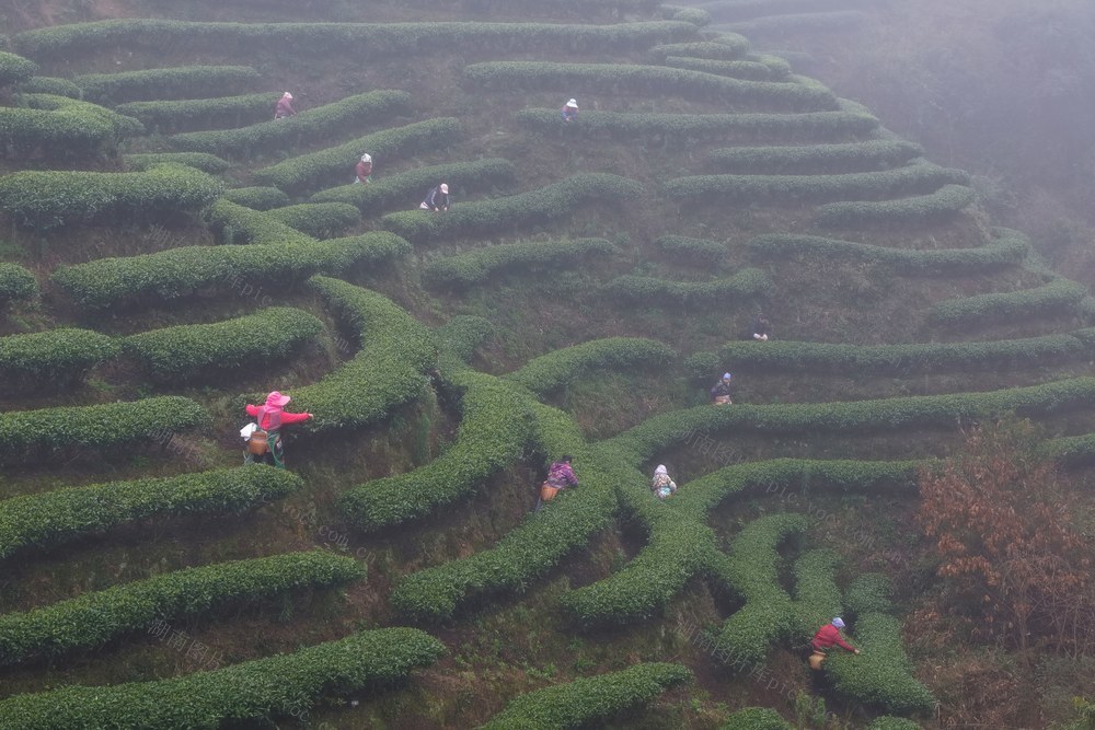 茶叶、农忙、采茶、立夏、农业