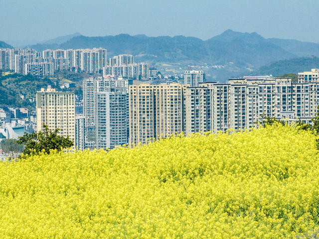 油菜花 春色