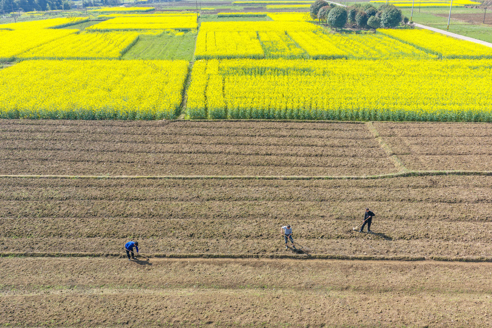 农业生产  土地整理 春种