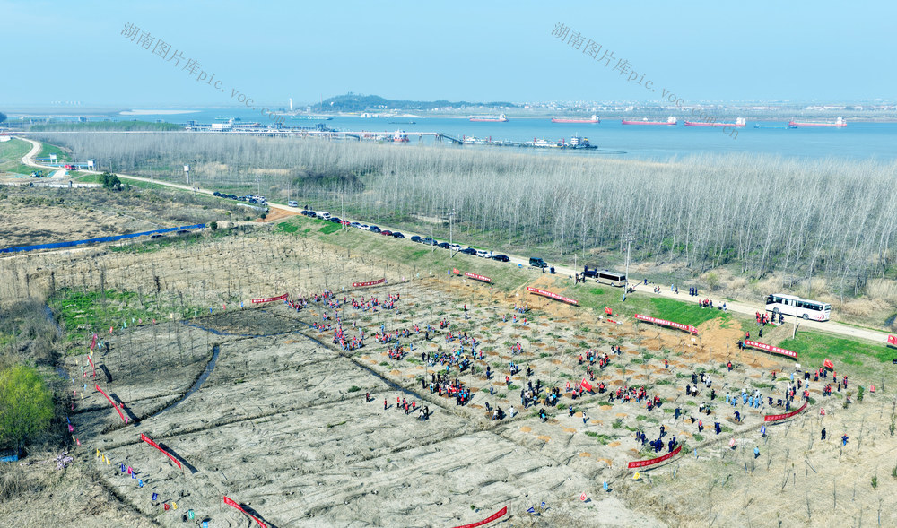 植树造林正当时