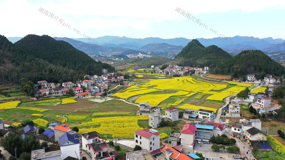 春天 新农村  乡村振兴 油菜花 