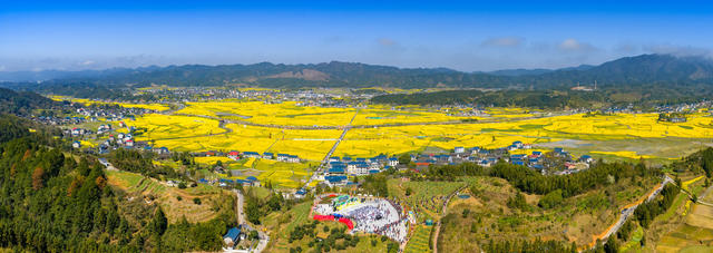 油菜花