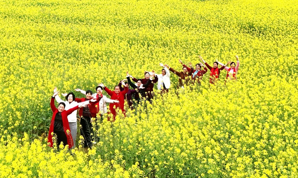 油菜花开春光美