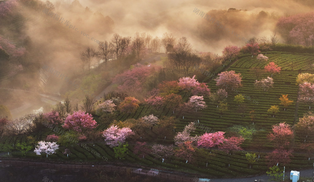 湖南   郴州  苏仙区  高椅岭 
 日出  云雾  樱花   丹霞   游客