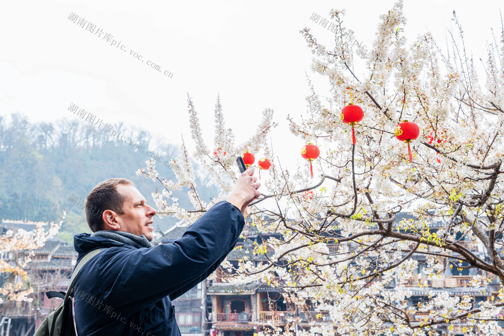 凤凰古城  雨后暖阳  樱花盛放  春意盎然  景美如画