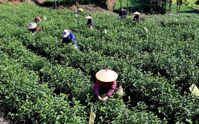 茶园 采茶 茶农 春茶 农时 时节 忙碌 市场 农业 农村 天气 采摘