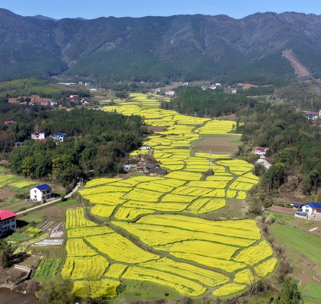 青山藏金浪