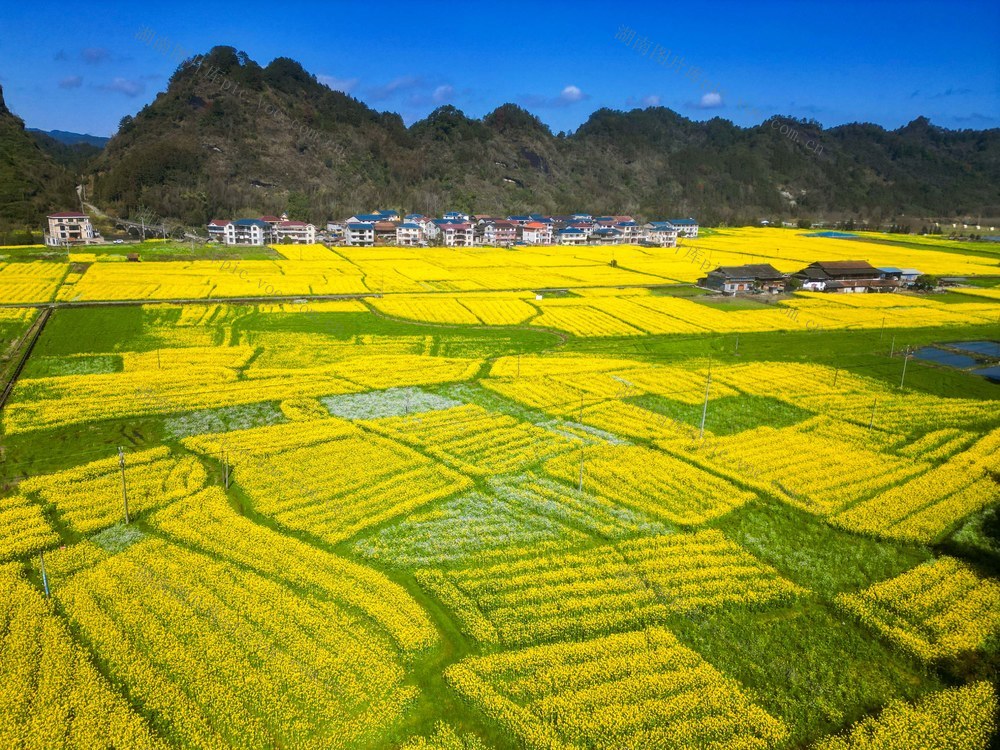 油菜 花海 民居 乡村 相映 美景