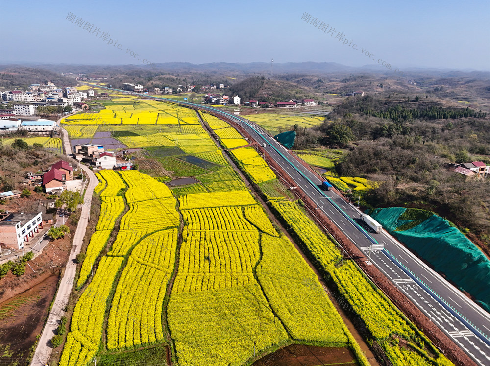 油茶花  春天  田野  风景  自然  旅游
