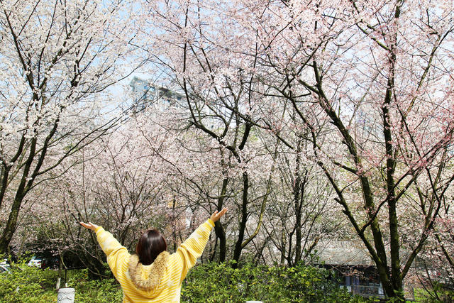 赏樱  春花