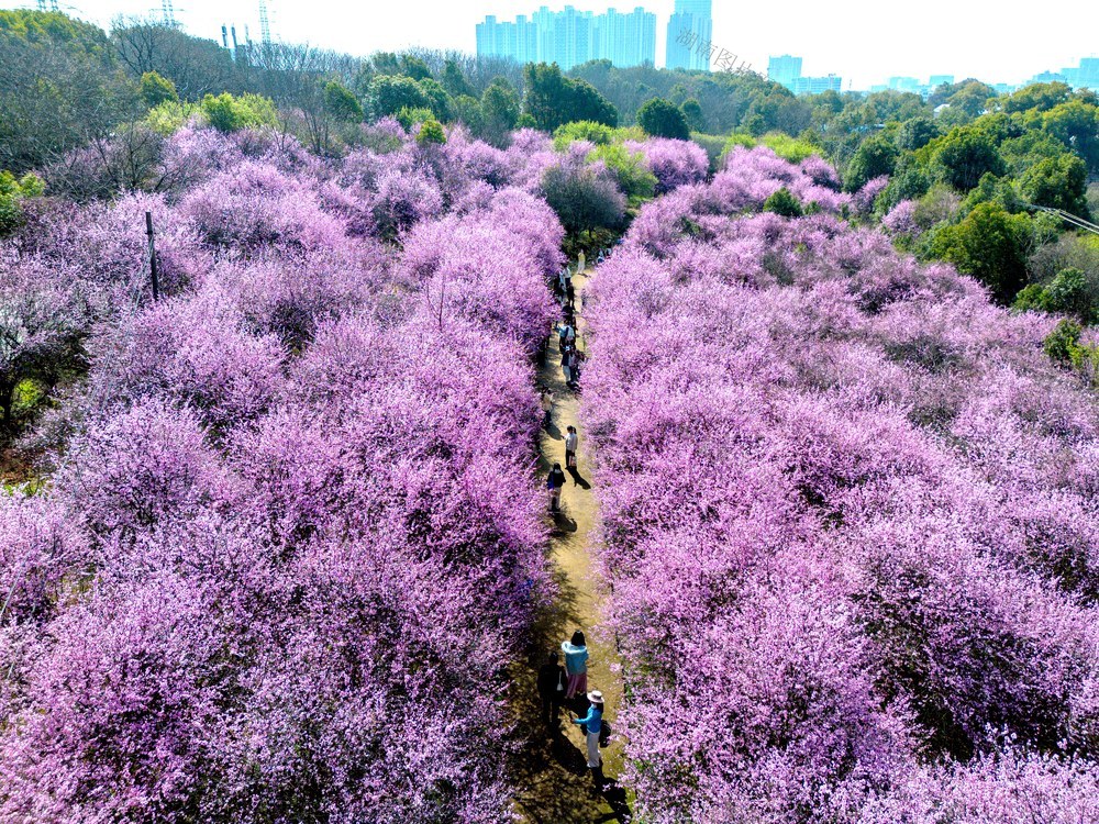 农科院梅园，美人梅