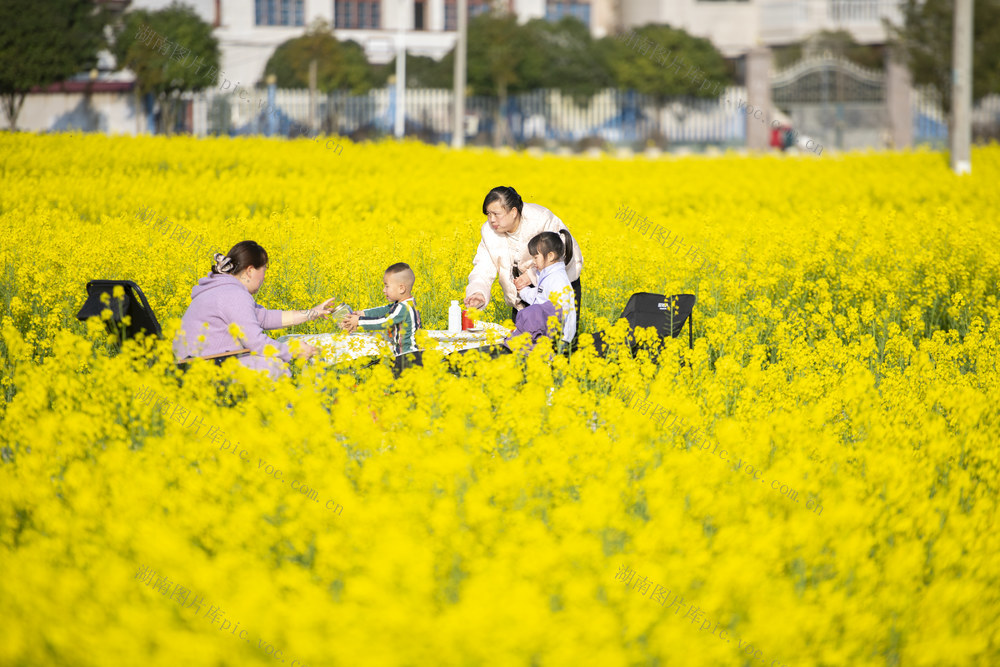 娄底 花海 初春 春日 田园时光 游客