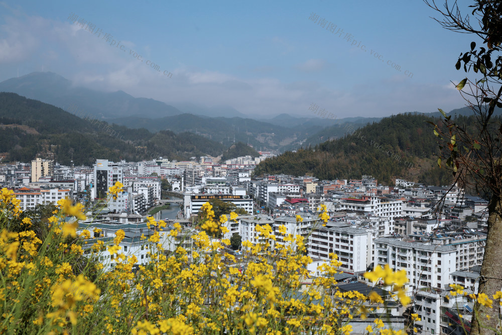 湖南桂东 金黄花海 山城 油菜花 春日画卷