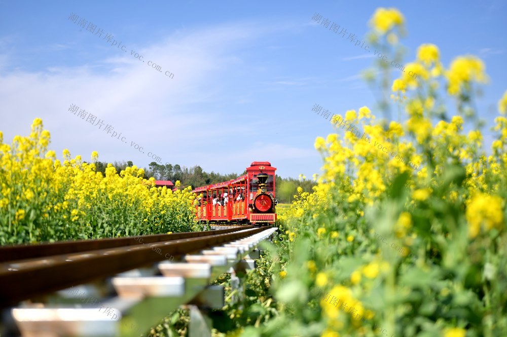 春天  油菜花  小火车  文旅  游客  花海