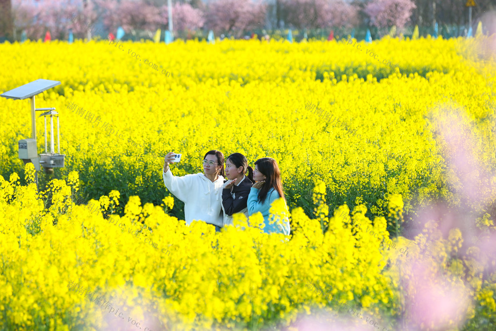 春天 赏花 梅花 油菜花