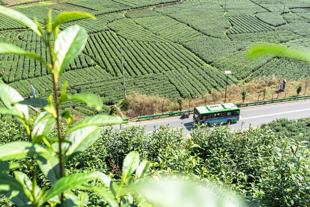 最美茶旅公路   