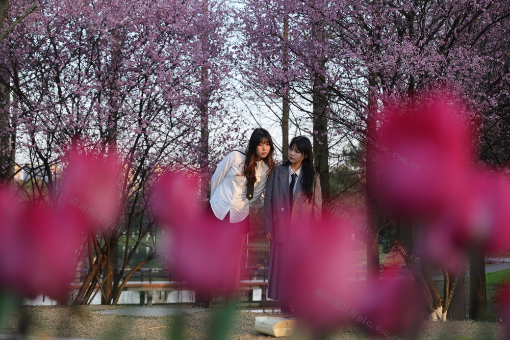 春天 踏青 樱花 郁金香 游客 赏花