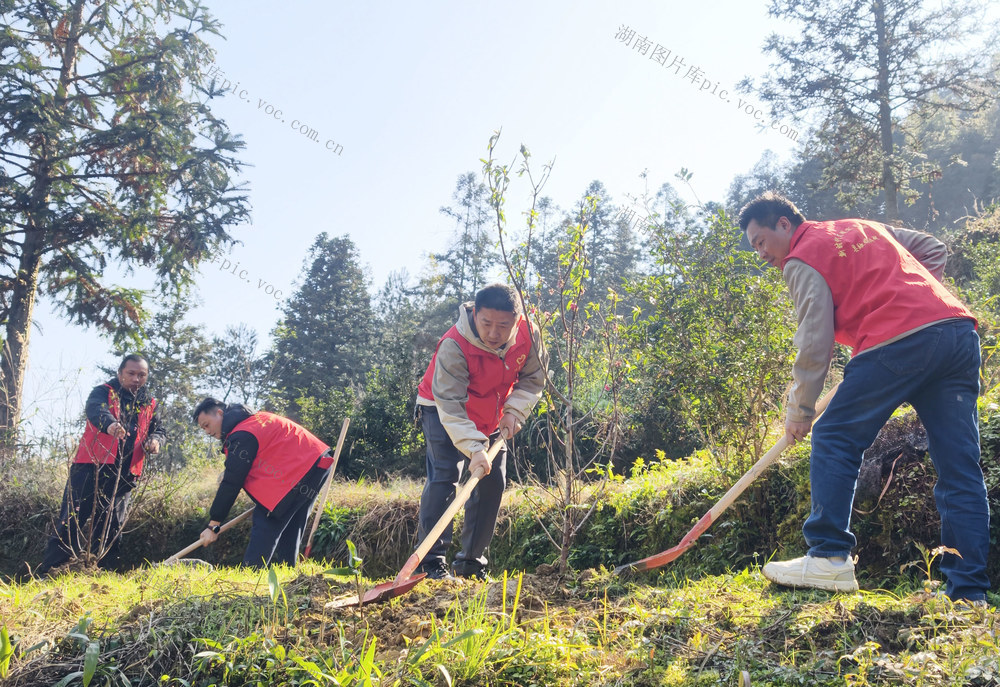 植树节 城步 党员干部 植树  桃林村