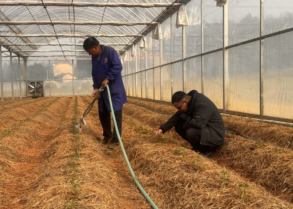 湘阴樟树港50万株优质辣椒苗移栽完毕， 辣椒院士种植大棚里培管忙
