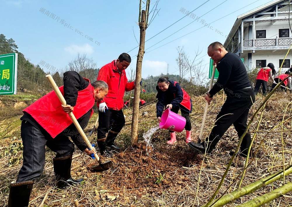 凤凰县 沱江镇 高速下线 干部 群众 栽种树苗 