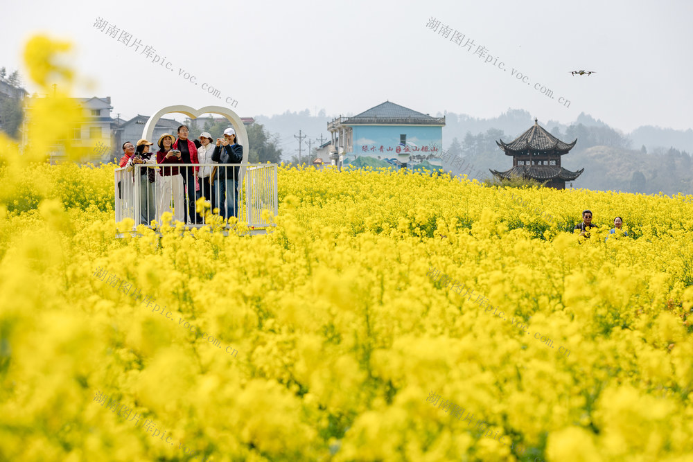 大陂流 油菜花 踏青