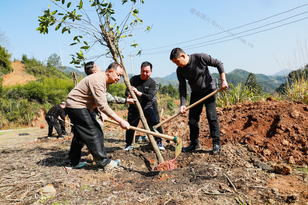 植树节  党员  志愿者  植树