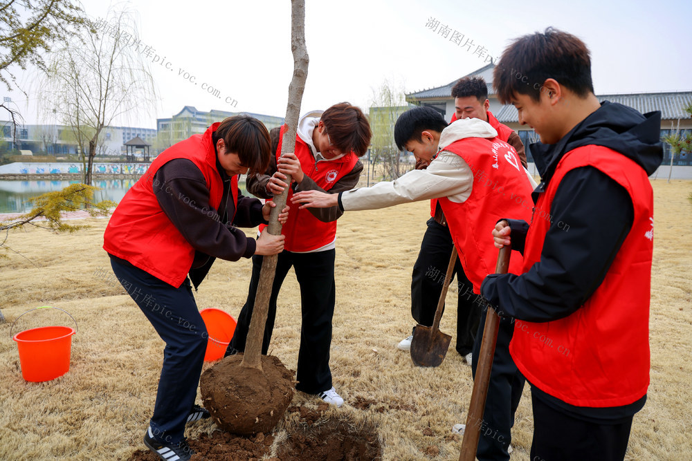 植树节，大学生，流苏树，校园，栽树，培土，浇水，义务劳动，泰山科技学院