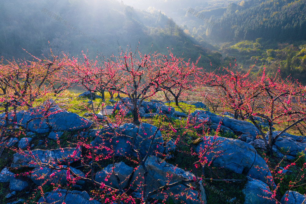 乡村  春天  乡村美景
