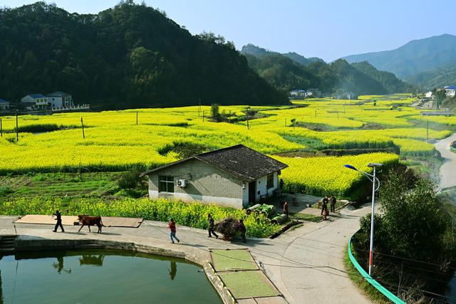 《花海人家春意闹》