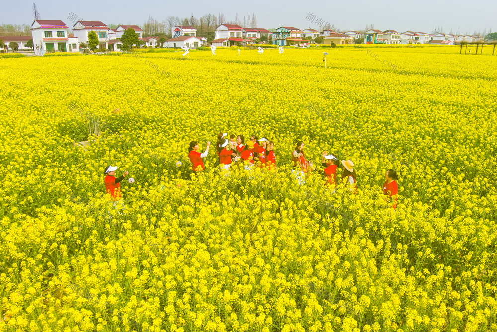 经济  花海   油菜花   游玩  游客  欢乐  春日    春   暖阳