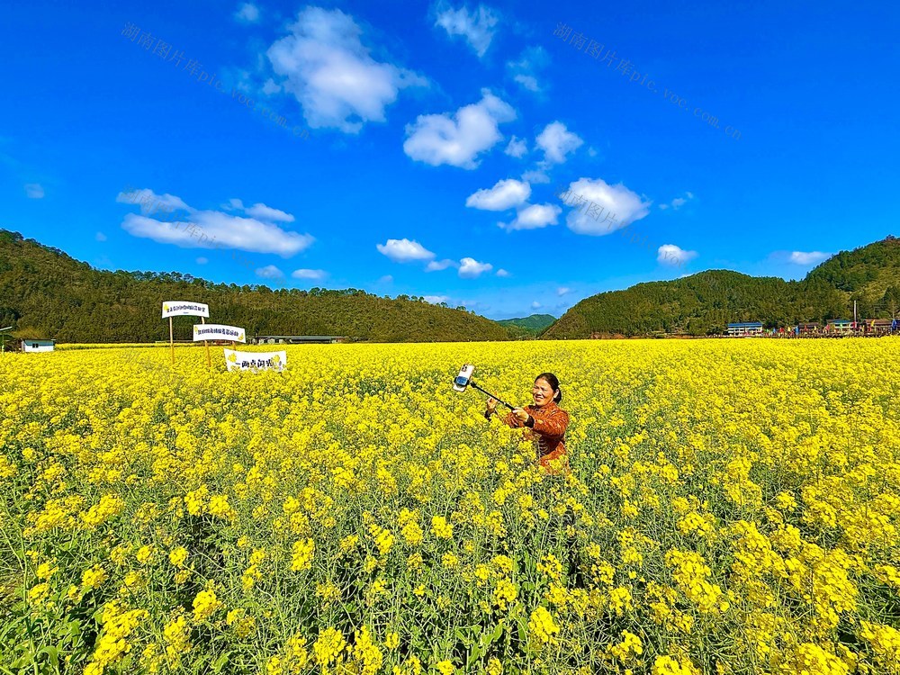 春日花海引客来
