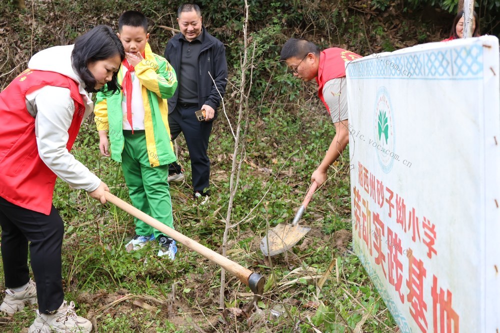 土家族 学生 苗族 植树  新绿 初心  活动 主题 植树节春光 美化