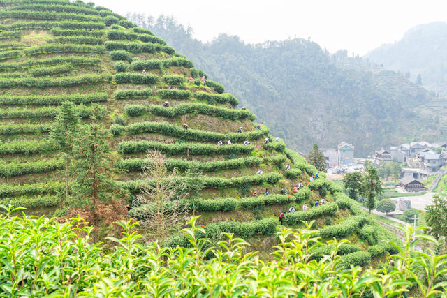 春山茶旅正当时