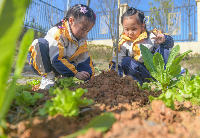 湖南道县：萌娃植树添新绿