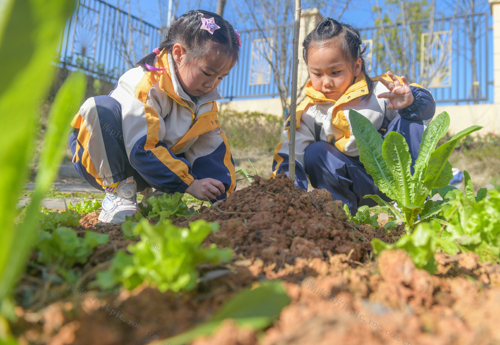 湖南道县：萌娃植树添新绿
