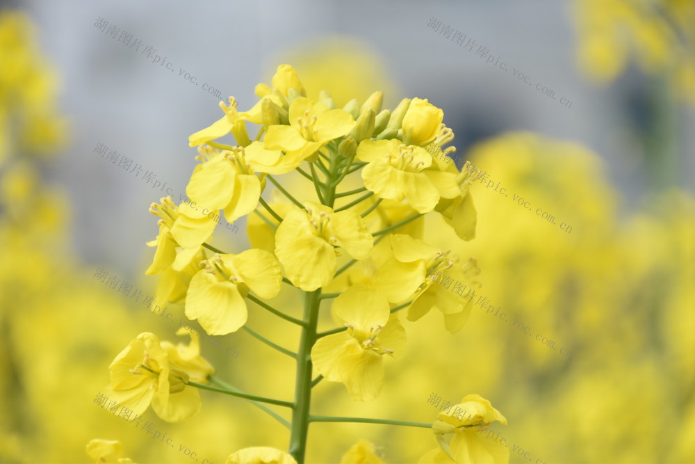 油菜飘香