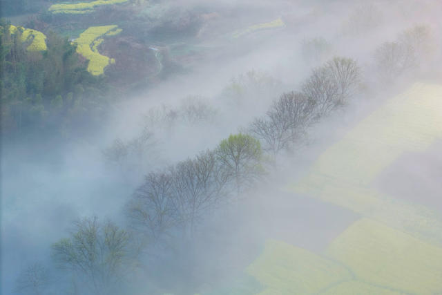 春日   生态  河流  雾  油菜花