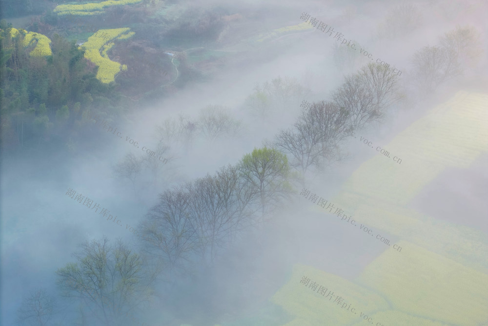 春日   生态  河流  雾  油菜花