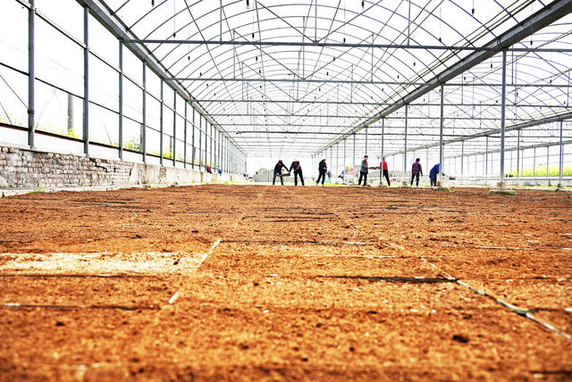 春耕生产  粮食安全  早稻  大棚  播种  育秧