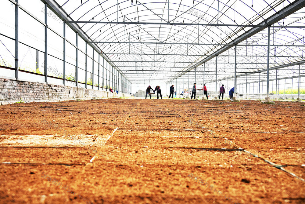 春耕生产  粮食安全  早稻  大棚  播种  育秧